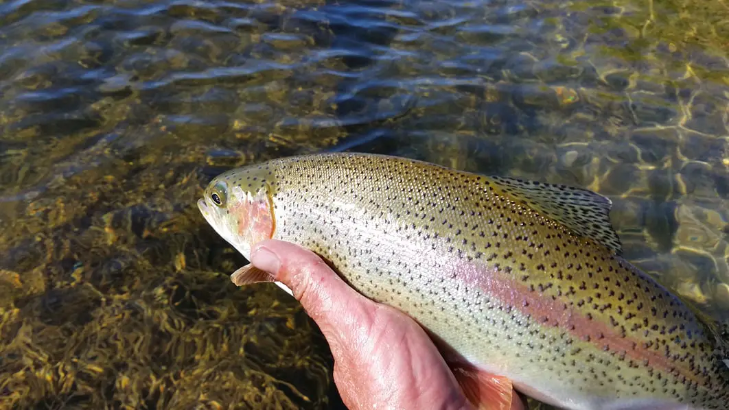 Releasing a rainbow trout in the spring of 2015