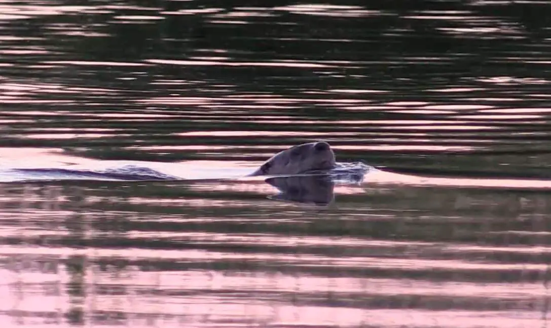 River otter in Idaho