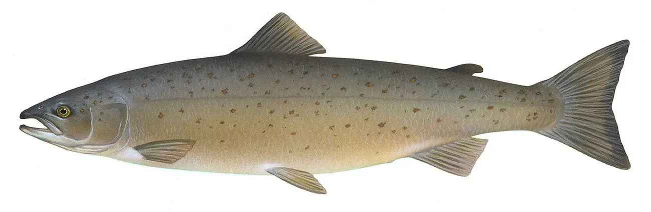 Salmo_salar_Atlantic Salmon