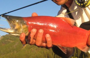 Salmon Species ID