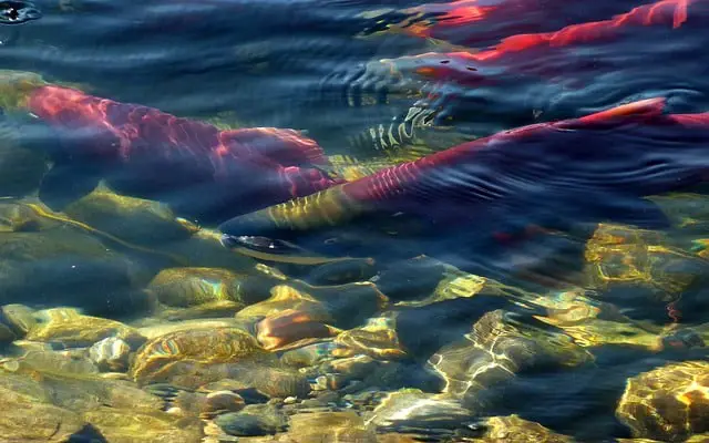 Several spawning sockeye salmon