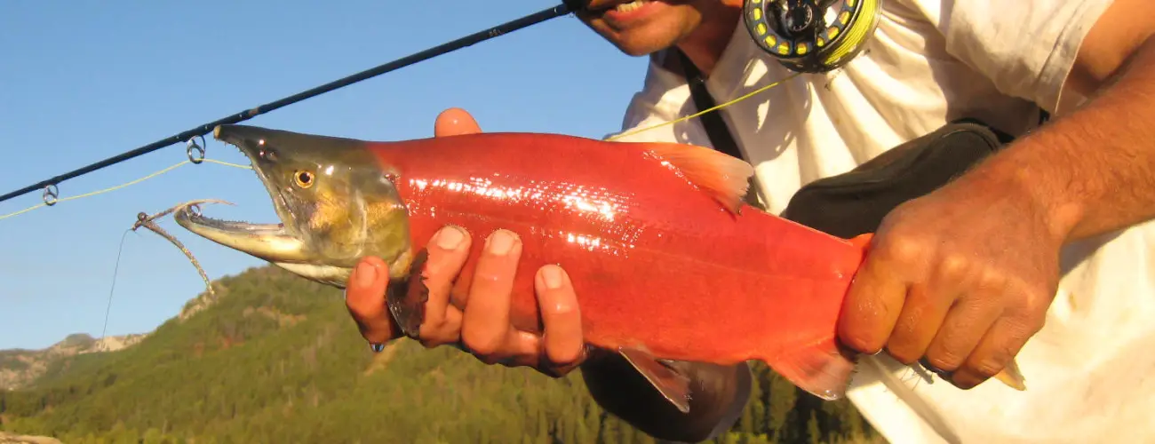Spawning sockeye salmon caught witha fly rod