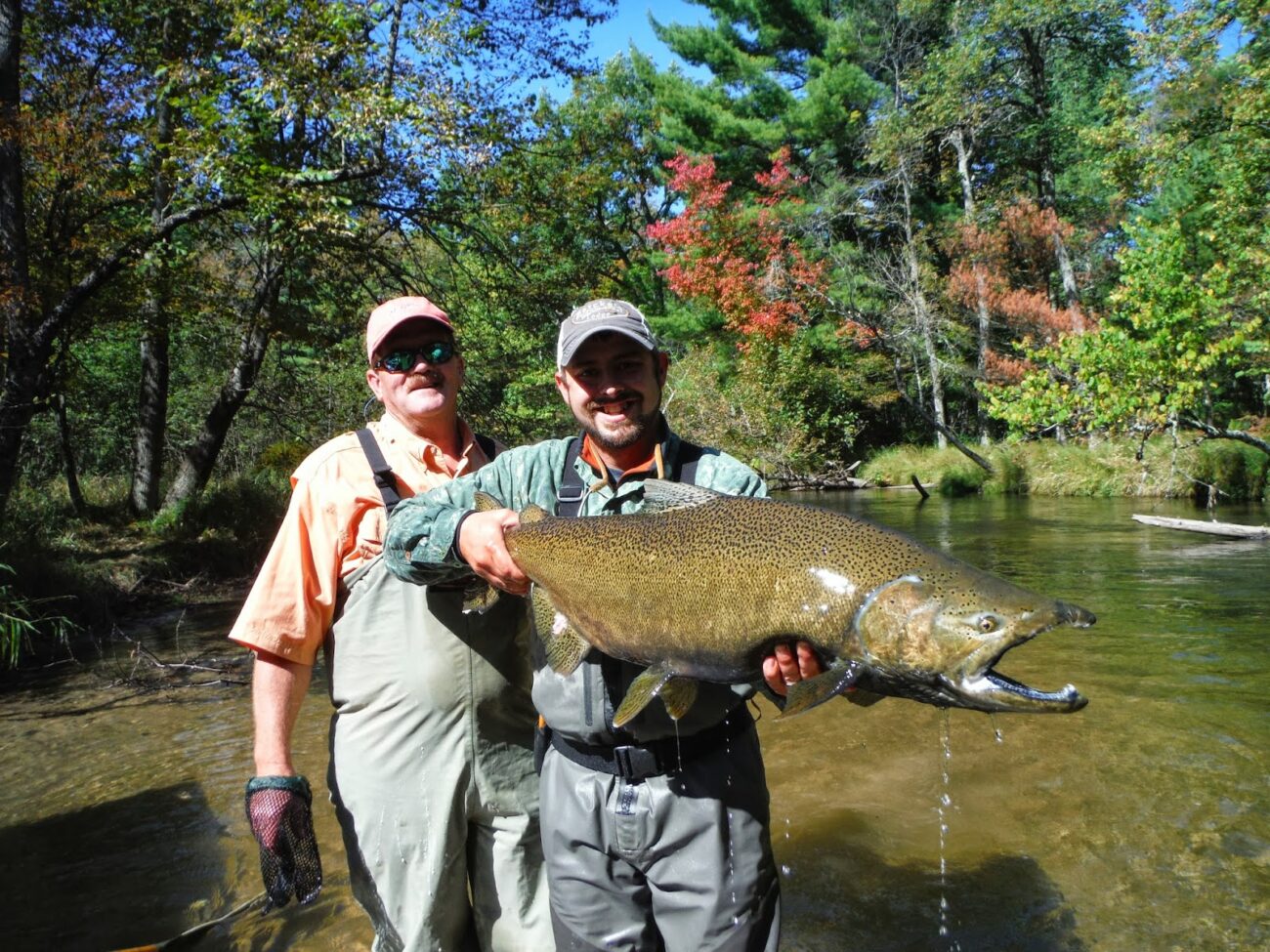 Steve Cornetet with a nice big king Salmon from Michigan, king salmon fish, king salmon facts, king salmon life cycle, what is king salmon, king salmon size, how long do king salmon live