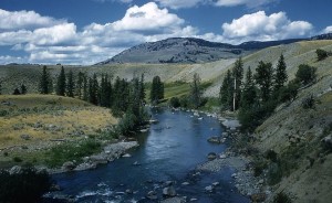 The Lamar river inside Yellowstone park
