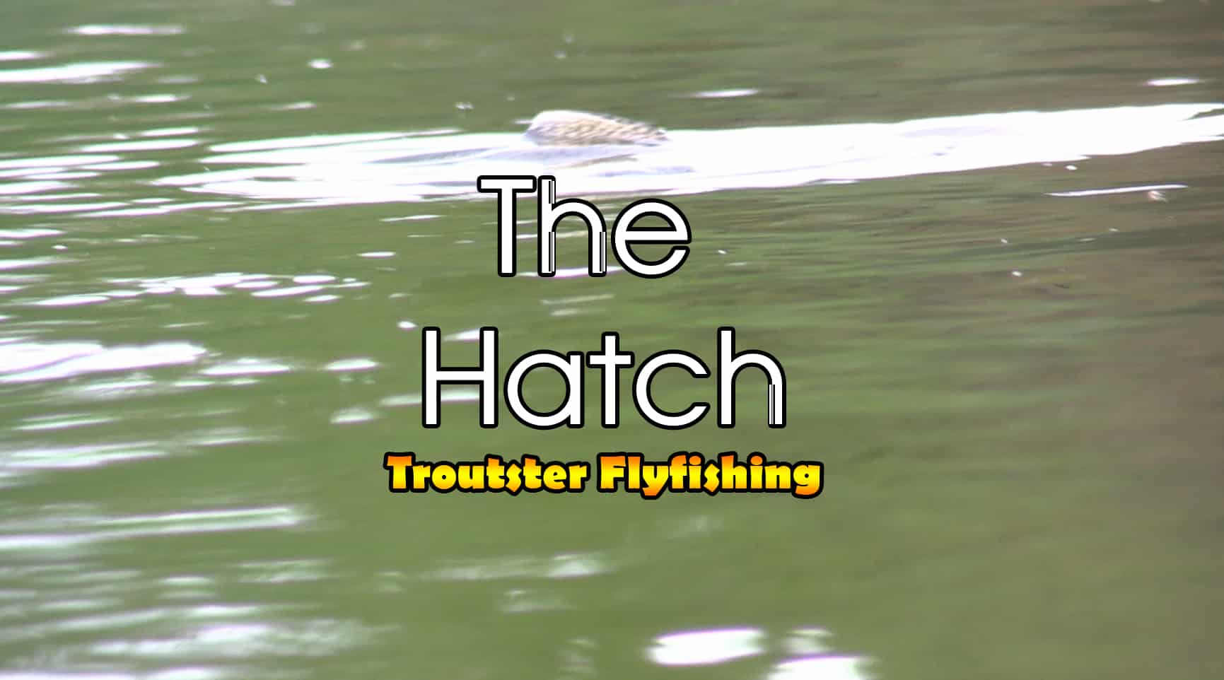 The mayfly hatch - big trout eating mayflies