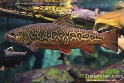 tiger trout, tiger trout facts, tiger trout size, tiger trout pictures