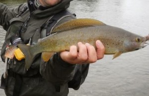 artic grayling fish, trout species