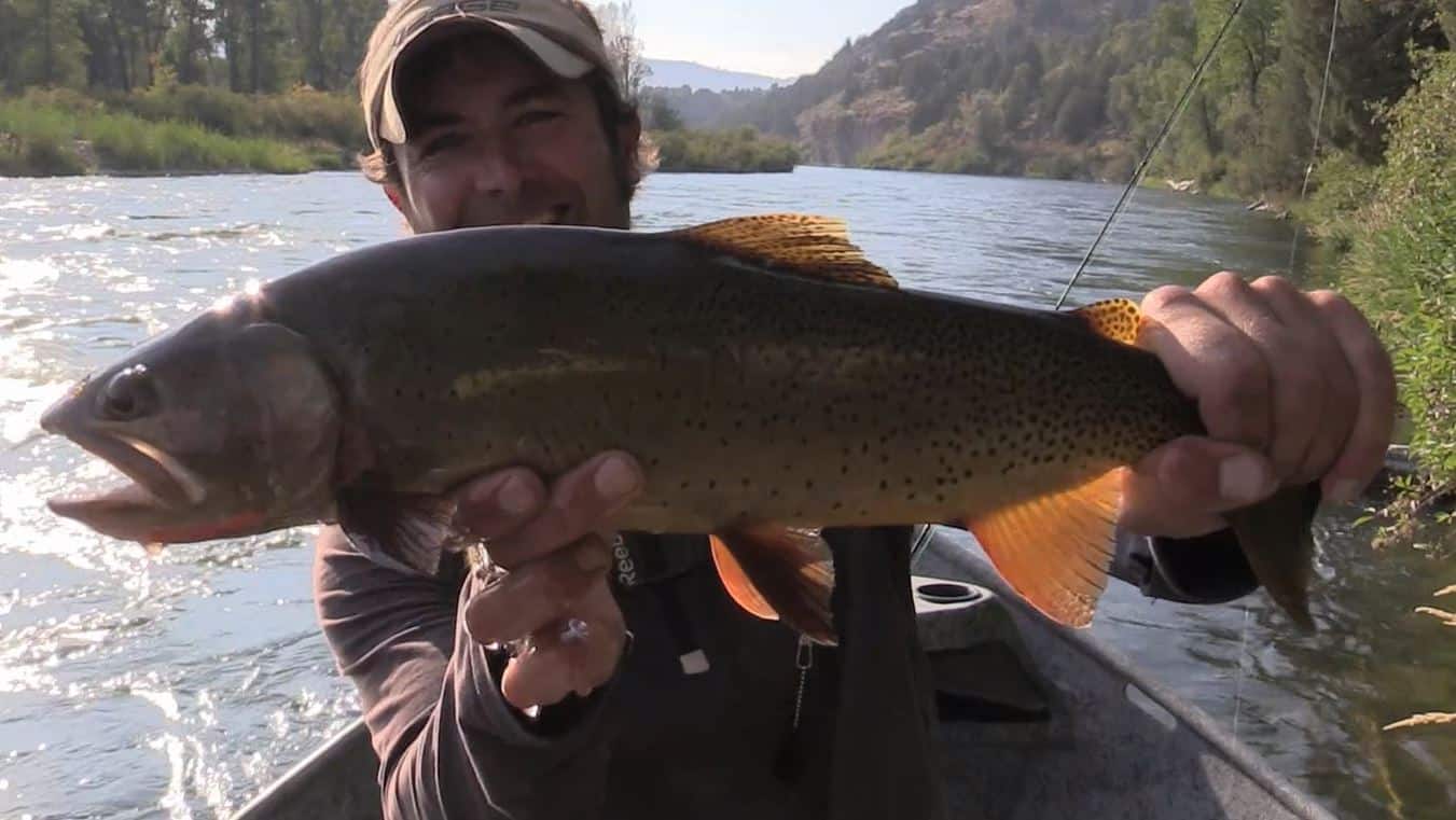 big cutbow trout caught in the Snake river in Idaho