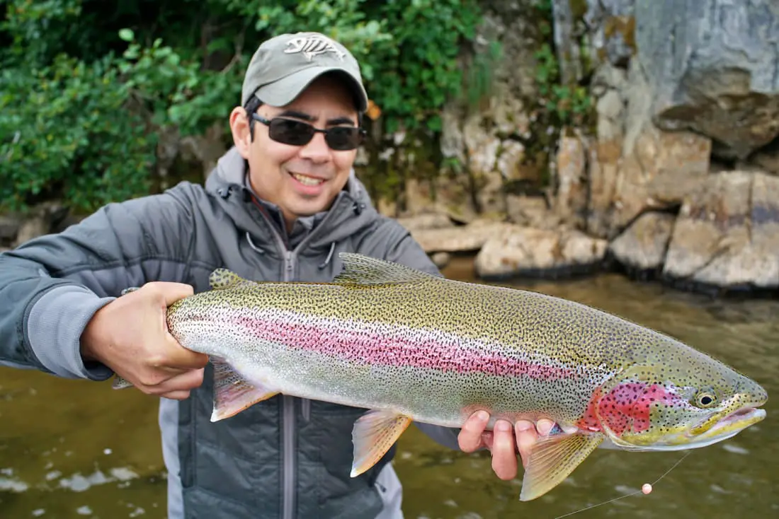 rainbow trout, big rainbow trout