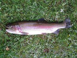 rainbow trout, big rainbow trout