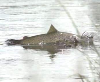 brown trout jumping for fly