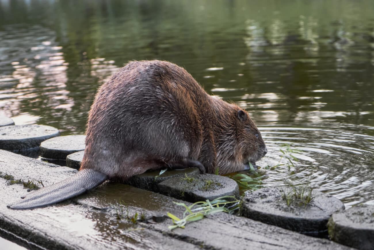 beaver meat recipes, beaver tail meat, can you eat beaver meat, what does beaver meat taste like, can you eat beaver tail meat, is beaver meat edible