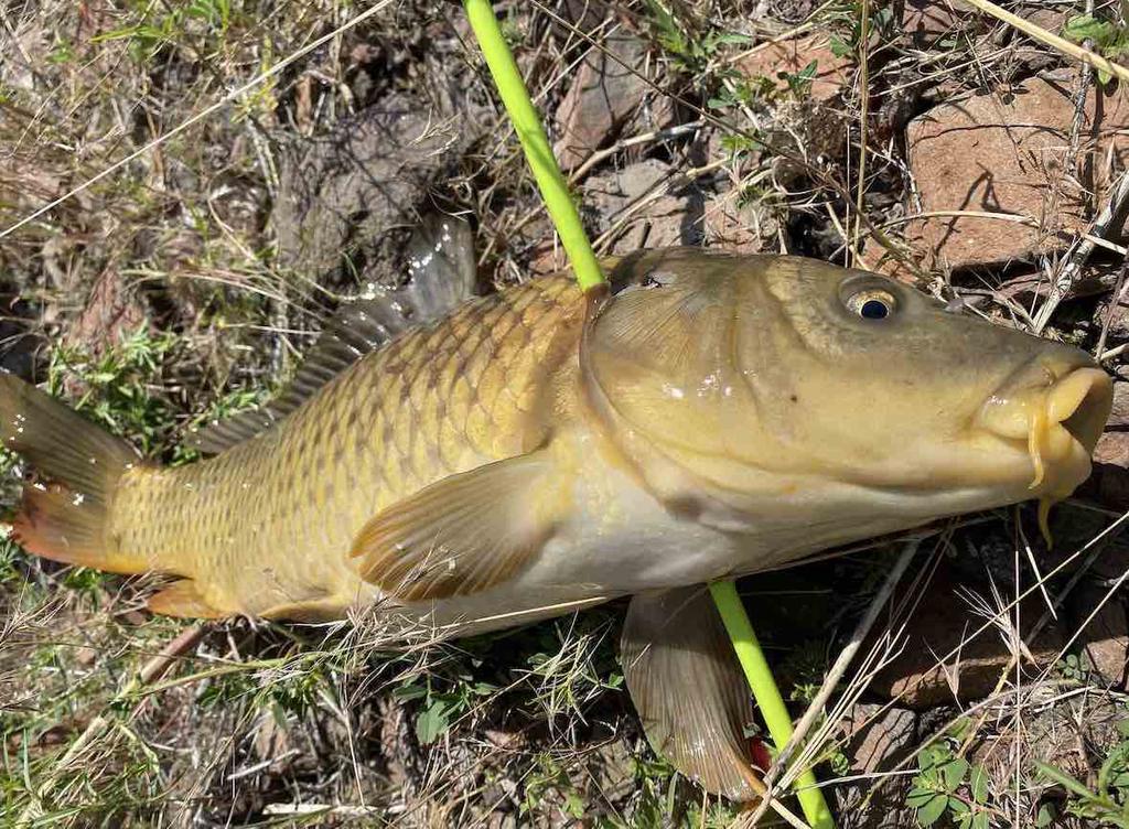 Common carp (Cyprinus carpio) shot while bowfishing