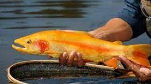 golden trout images