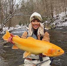 golden trout photos