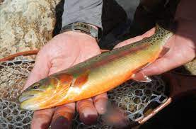 golden trout pictures