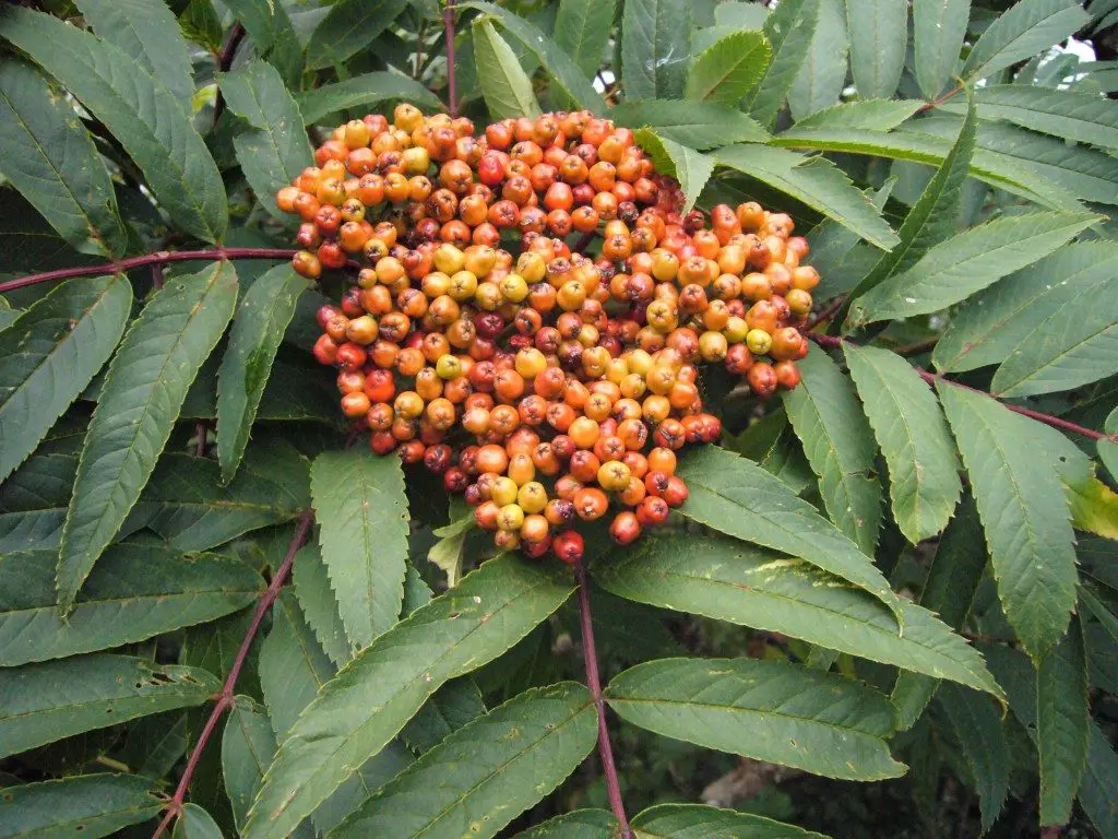 greenes mountain ash berries indentification, can you eat mountain ash,