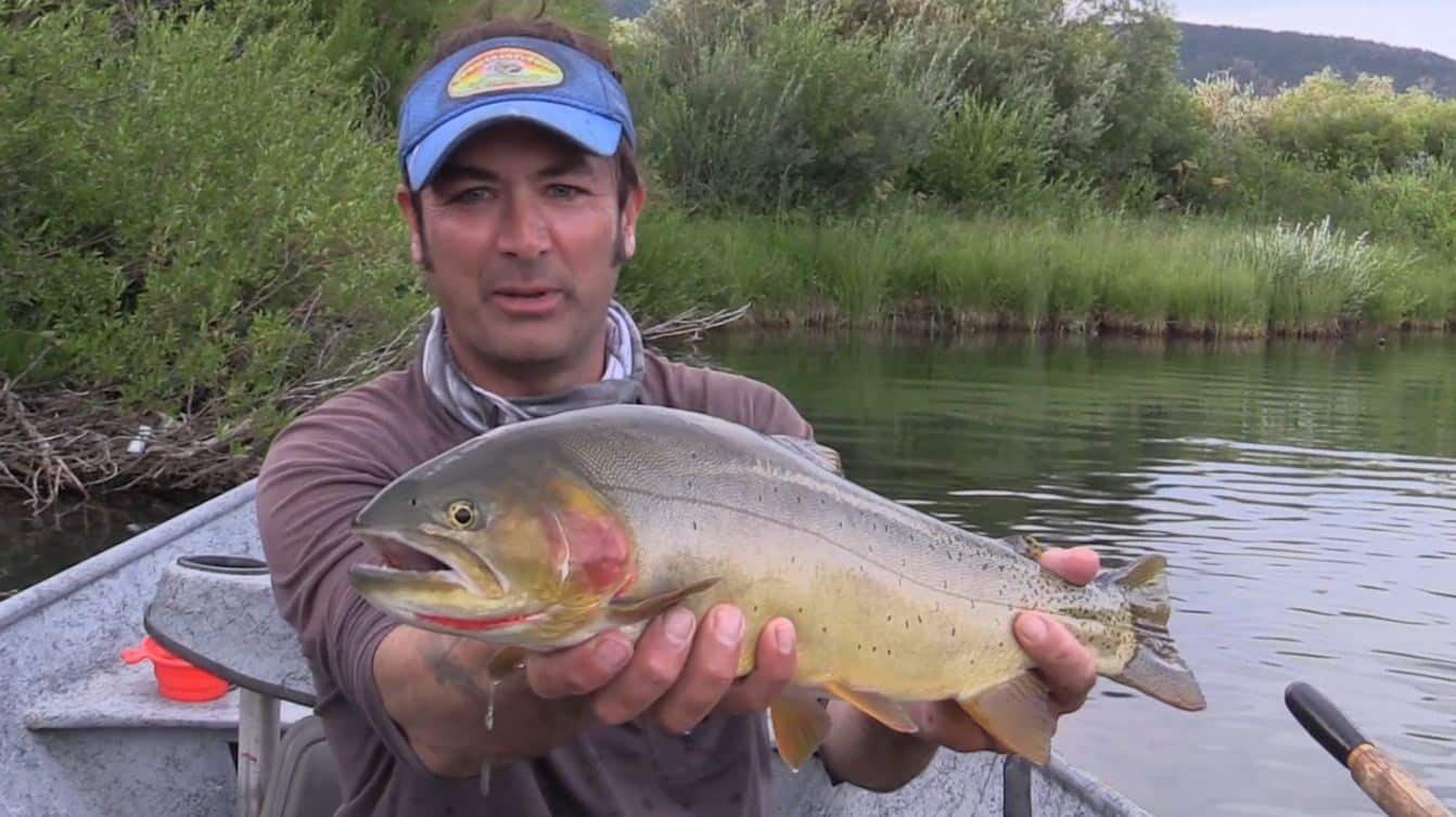 Huge cutthroat trout!