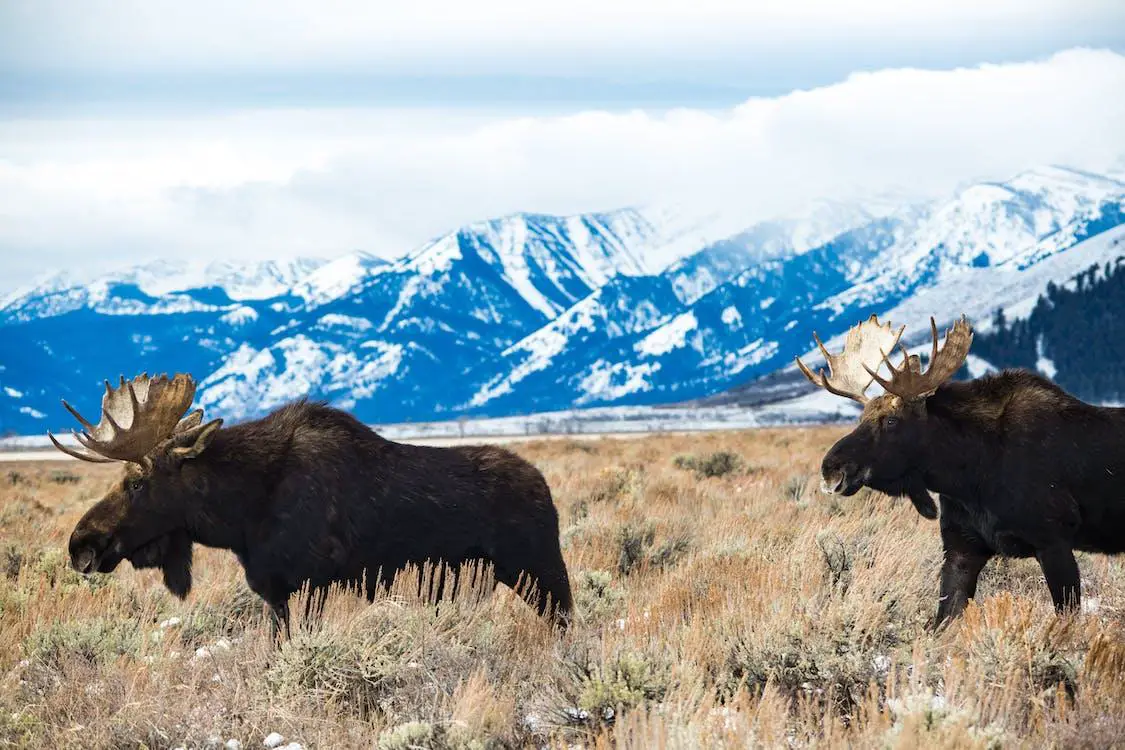 moose in teton mountains