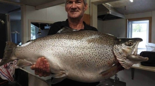 2020 world record brown trout, new world record brown trout