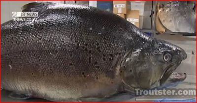 new zealand world record brown trout