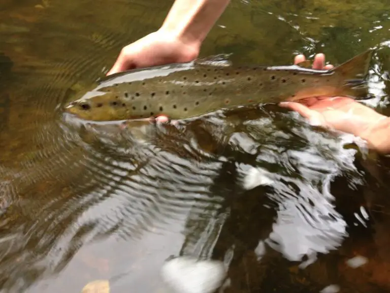 Basics of fly fishing Fly Fishing Tips and Tactics