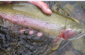 Rainbow trout ID