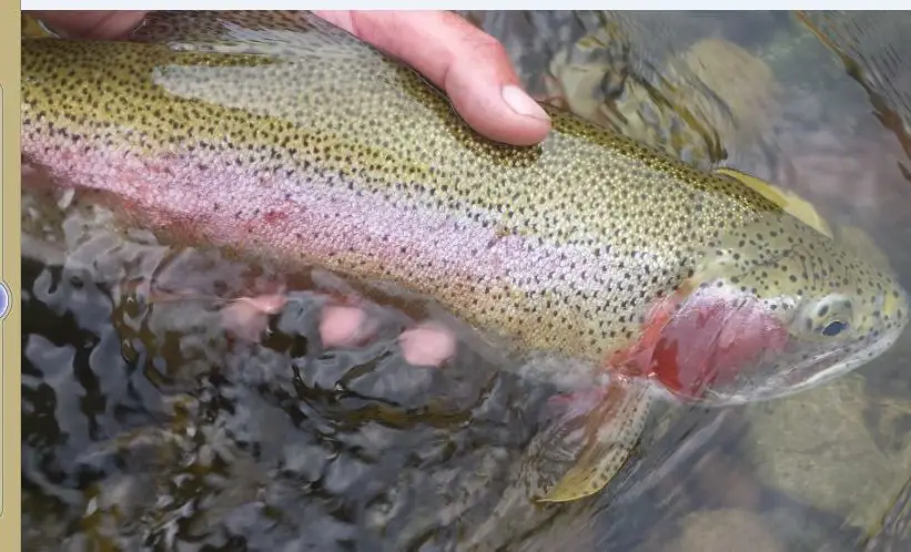 Rainbow trout, do rainbow trout have scales