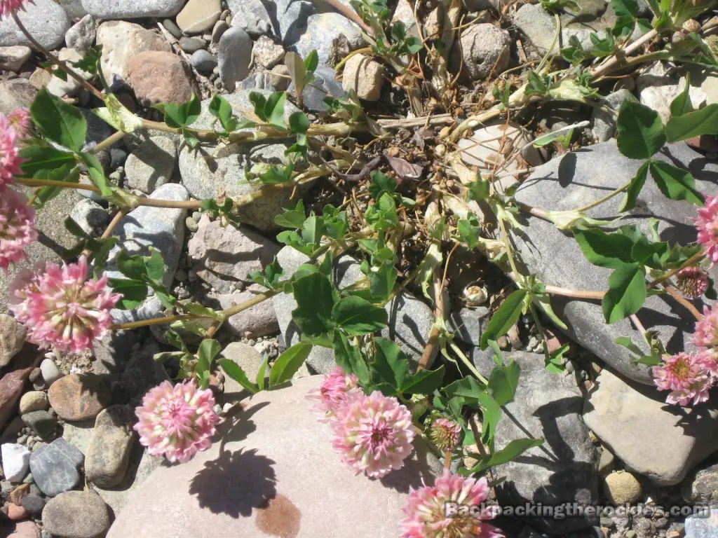 red clover plant, is red clover edible, health benefits of red clover, is red clover bad, where to find red clover