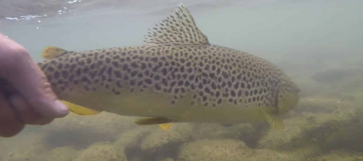 Releasing a big brown trout underwater