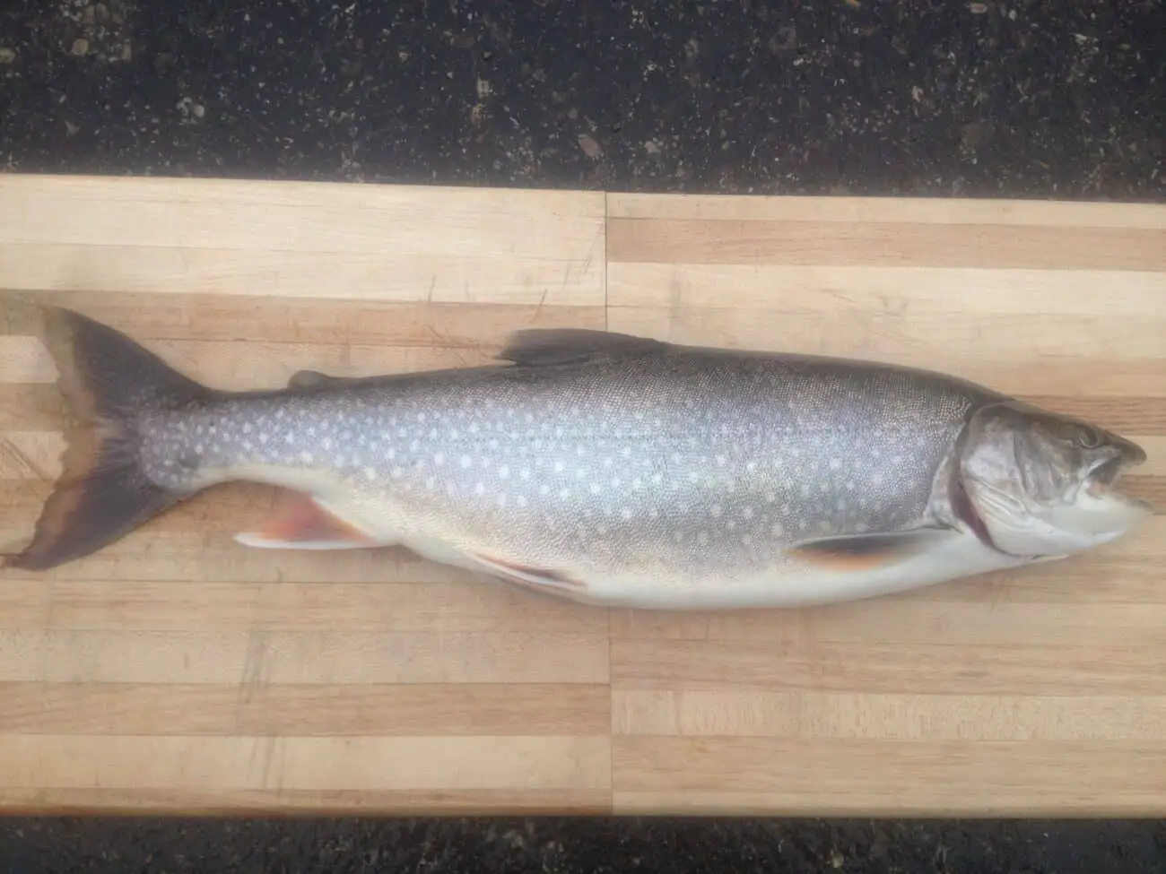 splake trout pictures image