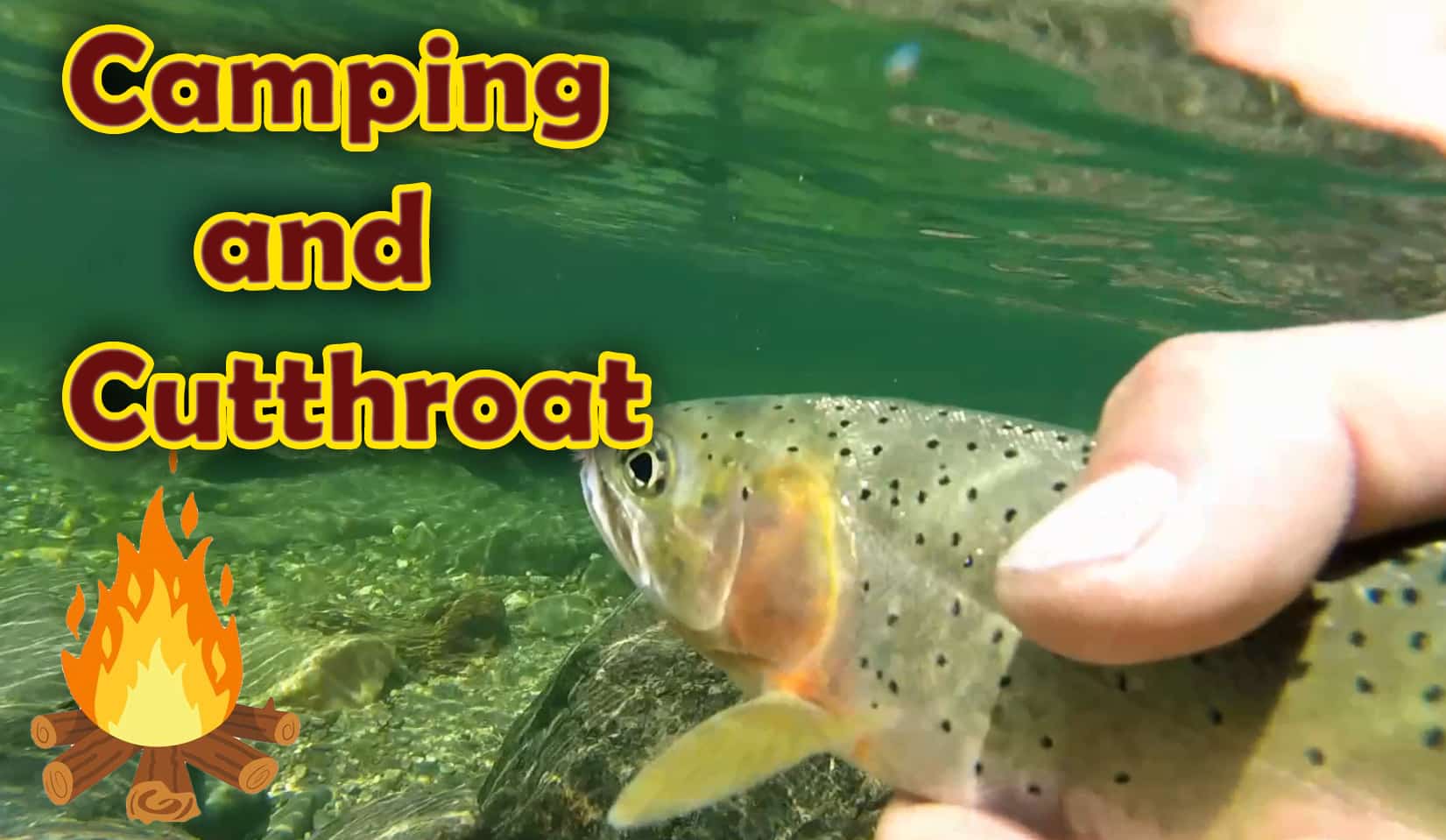 ultra clear water cutthroat trout copy