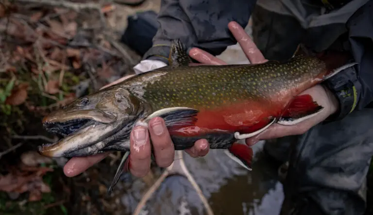 what-size-hook-for-trout-all-about-hooks-troutster-fly