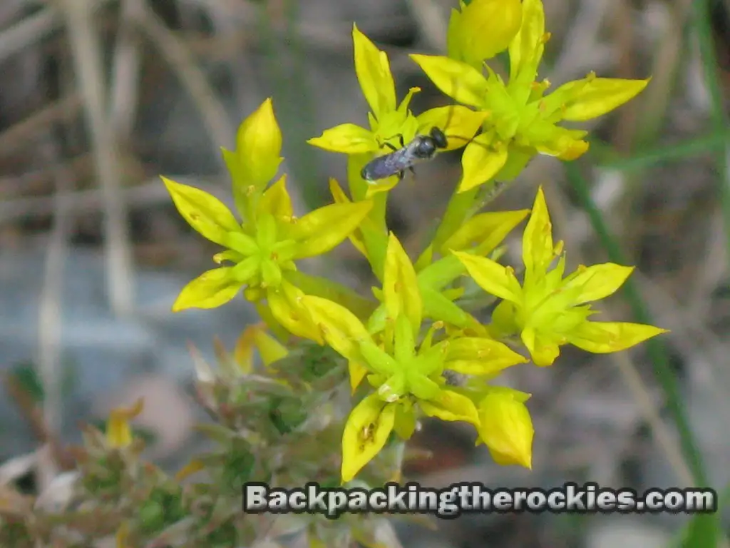 yellow stonecrop, what is stonecrop, stonecrop identification, is stonecrop edible