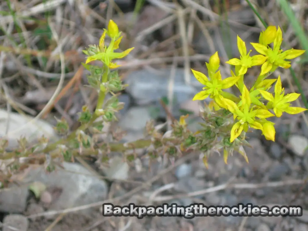 yellow stonecrop, what is stonecrop, stonecrop identification, is stonecrop edible